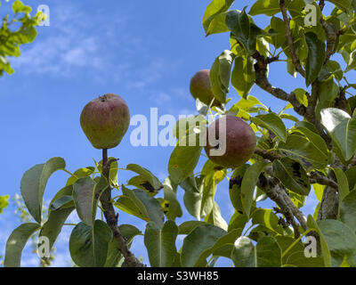 Le pere maturano sull'albero in giardino Foto Stock