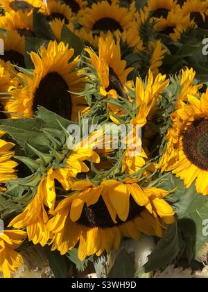 Girasoli Foto Stock