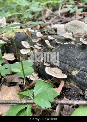 I funghi che crescono su registro caduti Foto Stock