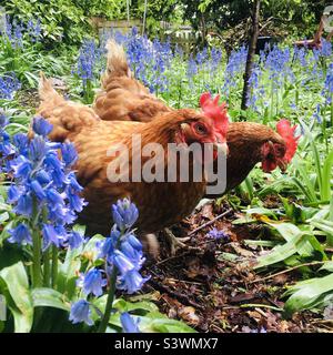 Due galline in un giardino boschivo circondato da campanelle Foto Stock