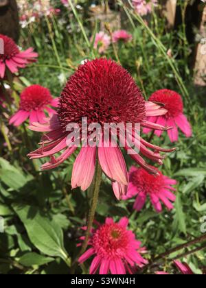 Echinacea rossa deliziosa caramella fiore pianta Foto Stock