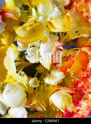 Primo piano di un bouquet di ortensie francesi Foto Stock