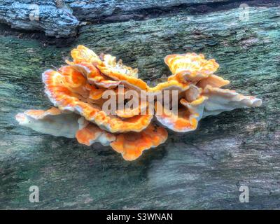 Pollo dei funghi di bosco (Laetiporus sulfureus) Foto Stock