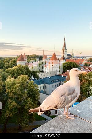 Capitale estone Tallinn, città con gabbiano in primo piano Foto Stock