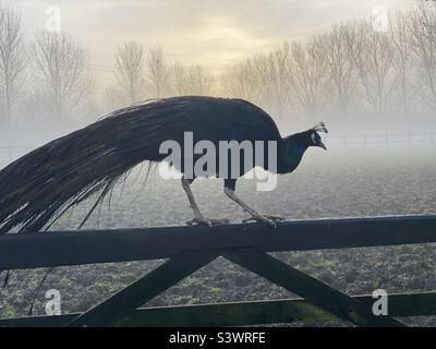 Peacock in una mattinata gelida Foto Stock