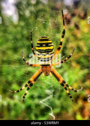 WASP Spider (Argiope bruennichi) Female. Posizione: The Hub, Eastleigh, Bishopstoke, Hampshire, Regno Unito. Agosto 2022. Foto Stock