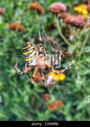 WASP Spider (Argiope bruennichi) Female. Posizione: The Hub, Eastleigh, Bishopstoke, Hampshire, Regno Unito. Agosto 2022. Foto Stock