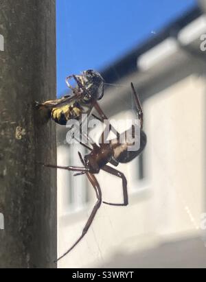 Falso ragno vedova che avvolge è preda, una vespa, in rete di seta su impalcatura in Devon Foto Stock