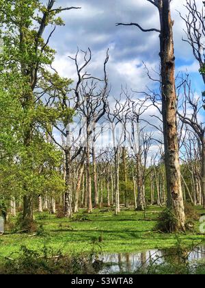 Quercia vivente in una foresta di quercia morta in primavera Foto Stock