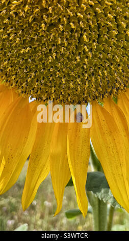 Ladybird Ladybug su petalo di girasole nei campi vicino dettaglio Foto Stock