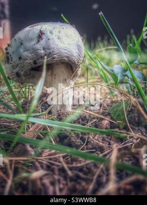 Angelo distruttore fungo Foto Stock