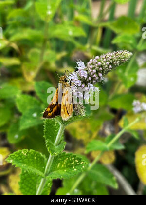 Una piccola farfalla skipper Woodland raccoglie nettare da una pianta di menta fiorita. Farfalle come questa sono impollinatori importanti nei giardini. Foto Stock