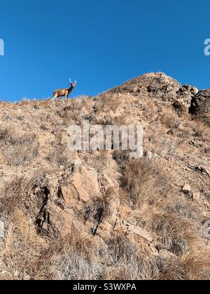 Cervi in cima alla collina in Padar Island Flores Indonesia Foto Stock