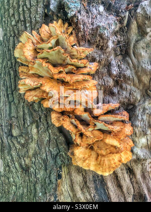 Funghi che crescono su un tronco di albero in una foresta Hampshire Regno Unito. Fine agosto Foto Stock