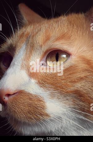 Tabby zenzero, da vicino, faccia tagliata enfasi sull'occhio con lo sfavillante (o, arancio e gatto bianco con gli occhi luminosi che guardano fuori al lato). Foto Stock