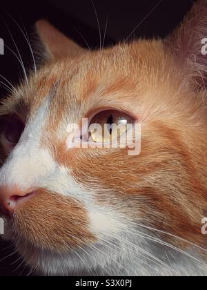 Tabby zenzero, da vicino, faccia tagliata enfasi sull'occhio con lo sfavillante (o, arancio e gatto bianco con gli occhi luminosi che guardano fuori al lato). Foto Stock