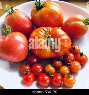 Una ciotola di pomodori biologici coltivati in casa in varie misure Foto Stock