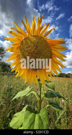 Faccia anteriore di girasole contro cielo nuvoloso blu con ladybird coccinella sul petalo Foto Stock