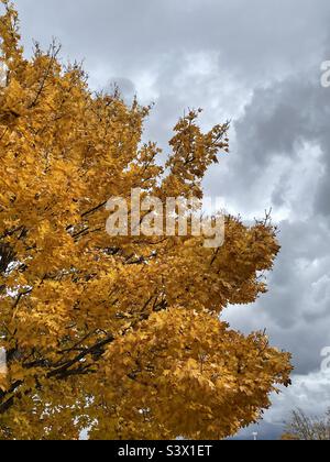 Un albero di acero maturo, glorioso in oro autunnale come parte del paesaggio sui terreni delle chiese locali durante l'autunno in Utah, USA. Foto Stock