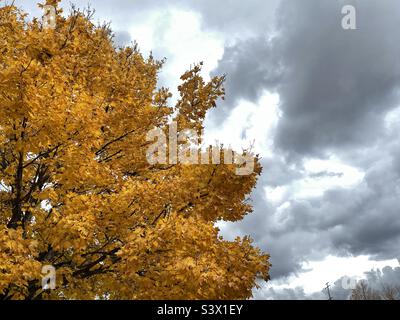 Un albero di acero maturo, glorioso in oro autunnale come parte del paesaggio sui terreni delle chiese locali durante l'autunno in Utah, USA. Foto Stock