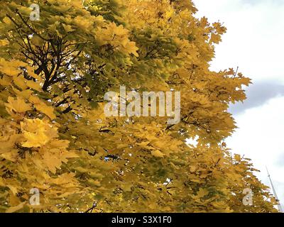 Un albero di acero maturo, glorioso in oro autunnale come parte del paesaggio sui terreni delle chiese locali durante l'autunno in Utah, USA. Foto Stock