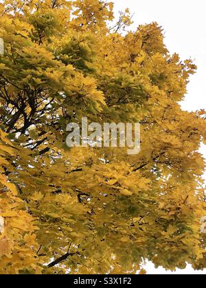 Un albero di acero maturo, glorioso in oro autunnale come parte del paesaggio sui terreni delle chiese locali durante l'autunno in Utah, USA. Foto Stock