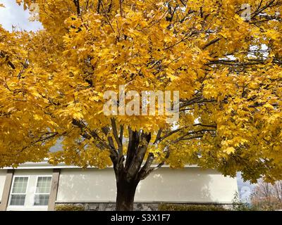 Un albero di acero maturo, glorioso in oro autunnale come parte del paesaggio sui terreni delle chiese locali durante l'autunno in Utah, USA. Foto Stock