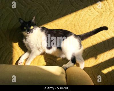 Carino gatto con occhi gialli in luce e ombre Foto Stock