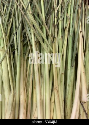 Vista completa dei gambi di limongrass freschi. Foto Stock