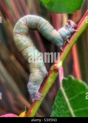 Giardino dell'Hampshire, a settembre Foto Stock