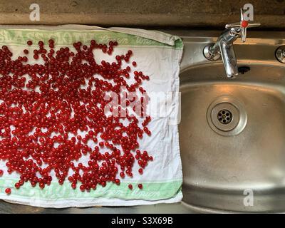 Essiccazione di ribes rossi su un pannello di drenaggio Foto Stock