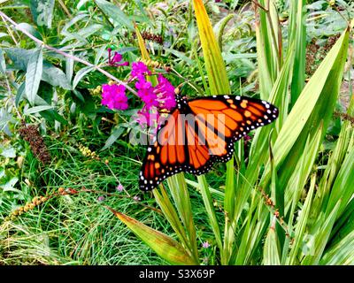 Una maestosa festa a farfalla monarca su una fioritura buddleia, Ontario, Canada. Habitat favorevole. Non furled. Composizione diagonale. Foto Stock
