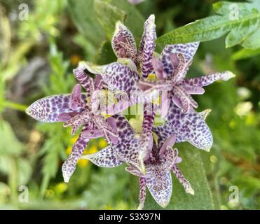 Gigli di rospo viola Foto Stock