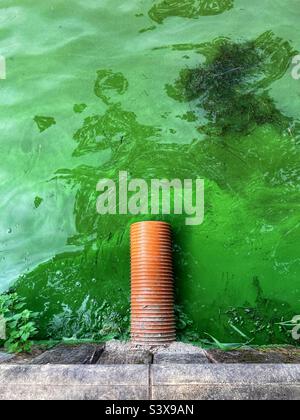 Tubo di troppo pieno d'acqua sul lago coperto di alghe verdi fioriscono Foto Stock