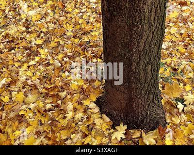 Un cortile in autunno: Un tronco di acero è visto con tutte le sue foglie caduto e che copre il terreno intorno ad esso in un cortile nello Utah, Stati Uniti. Foto Stock