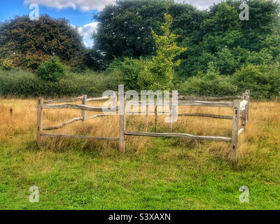 Albero che cresce in un'area protetta in un prato dell'Hampshire Foto Stock