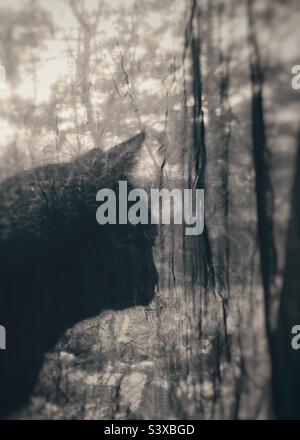 Un gatto nero in posa sagomata, davanti a una tenda trasparente che guarda tranquillamente fuori dalla finestra quasi perso nel pensiero con lo sfondo illuminato dal sole Foto Stock