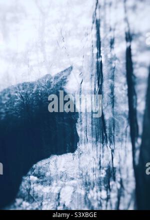 Un gatto nero in posa sagomata, davanti a una tenda trasparente che guarda tranquillamente fuori dalla finestra quasi perso nel pensiero con lo sfondo illuminato dal sole Foto Stock