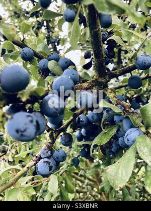 Mazzetti di Sloe Berries maturo su un cespuglio nella campagna inglese Foto Stock