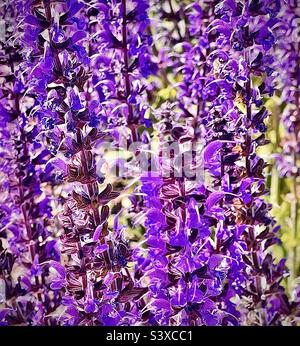 Questi graziosi fiori erano nei letti piantatrice di una clinica medica locale dello Utah, USA. Fanno parte della famiglia delle piante di Salvia, meglio conosciuta come Meadow, o Woodland Sage. Foto Stock
