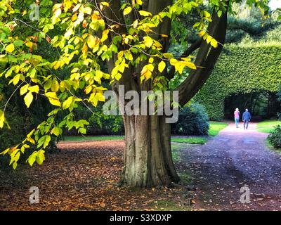 Faggio nordamericano, Fagus Grandifolia con colori autunnali che iniziano a mostrare Foto Stock