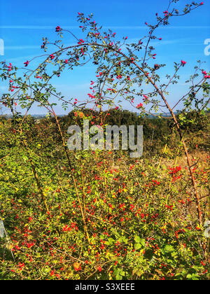 Anca di rosa selvatica con bacche rosse a Winchester Hampshire Regno Unito Foto Stock