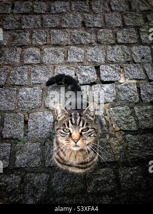 Vista ad angolo alto di un gatto randagio che guarda la macchina fotografica in una strada di ciottoli urbani con spazio copia Foto Stock