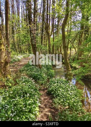 Fiori di aglio selvatico confinante con il torrente e il sentiero in un Hampshire Regno Unito Foto Stock
