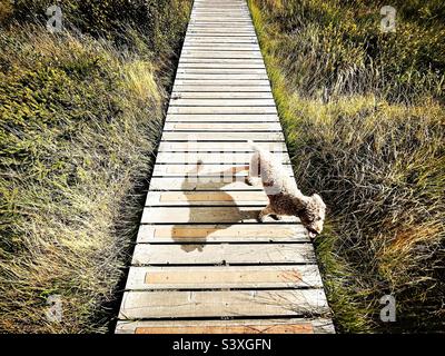 Un cane labradoodle in miniatura si trova sul lungomare in brughiera vicino a Hartley Wintney, nell'Hampshire. Foto Stock