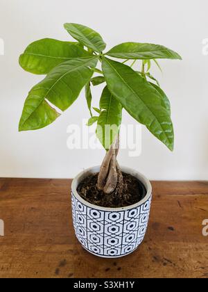 Pachira Aquatica o Money Tree Foto Stock
