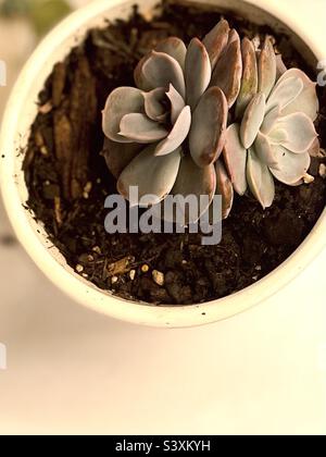 Bellissimo e raro Echeveria lilacina Ghost Succulent in piantatrice Foto Stock