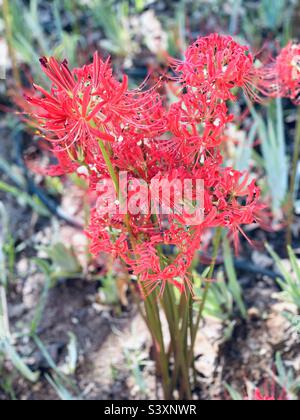 Bellissimi gigli rossi di ragno in fiore Foto Stock