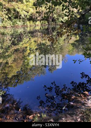 Alberi riflessi nell'acqua calma. Foto Stock