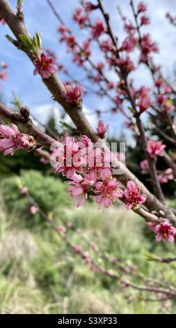 Fiore rosa profondo in primavera su un albero ornamentale in bottiglia Lake Forest, Christchurch, Nuova Zelanda Foto Stock